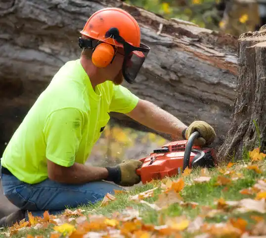 tree services Big Rapids